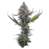 Apollo – Feminized Seeds