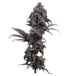 Princess Haze – Feminized Seeds