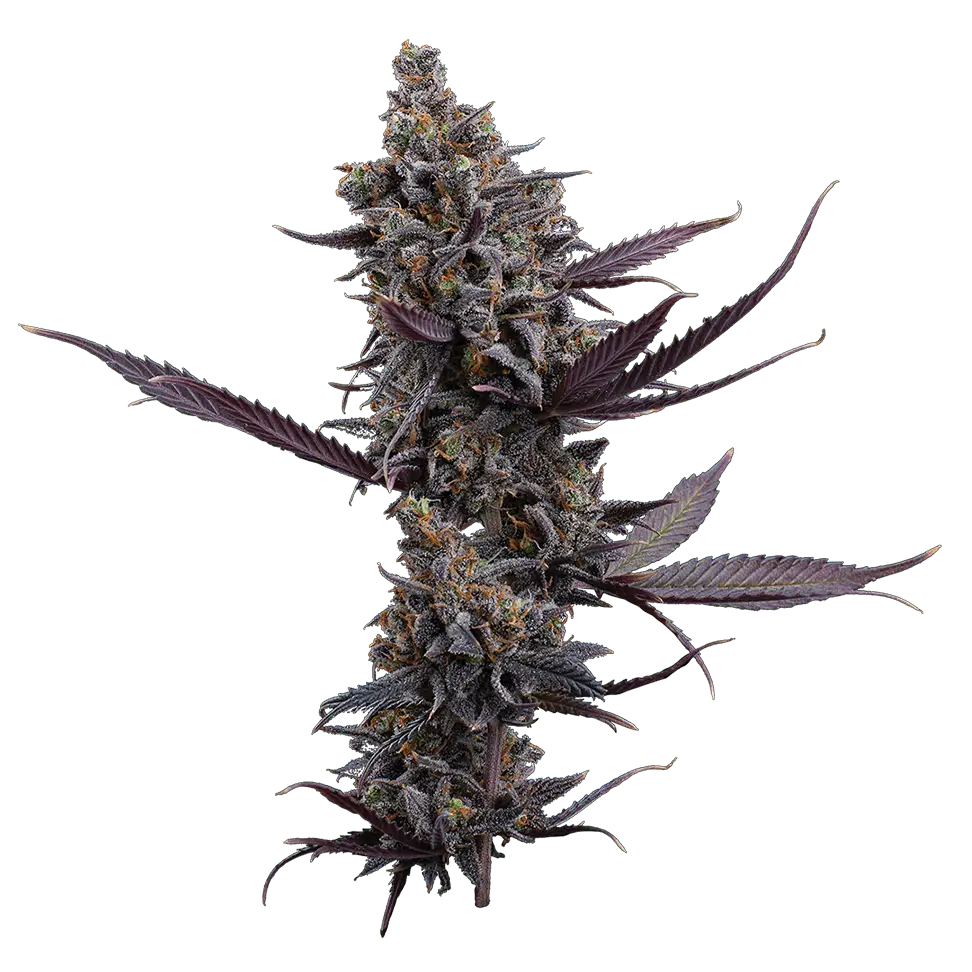 Best of Brothers Grimm Seeds: 12-Strain Collection of Feminized Seeds (9 Seeds)