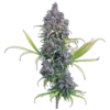 Durban Thai x C99 – Feminized Seeds
