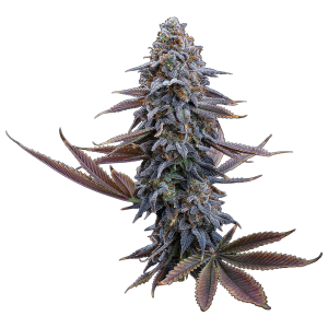 G13 Genius – Feminized Seeds