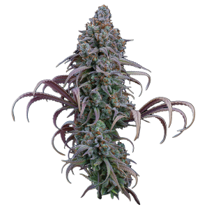 Rosetta Stone – Feminized Seeds