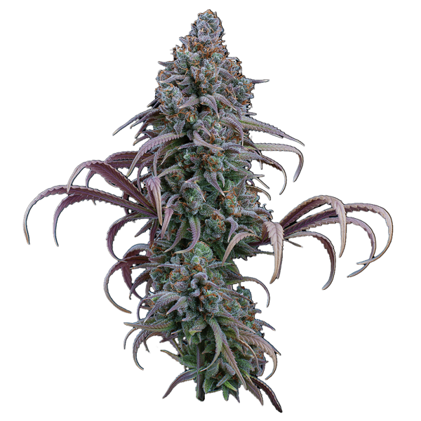 Rosetta Stone – Feminized Seeds
