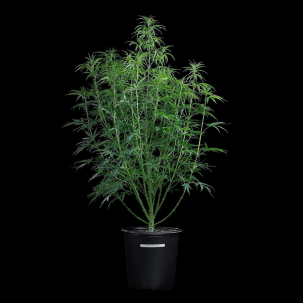 Rosetta Stone – Feminized Seeds
