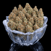 Rosetta Stone – Feminized Seeds