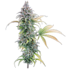 Feminized-Thai-Herer-99-Seeds-in-Flower Thai Herer 99 – Feminized Seeds
