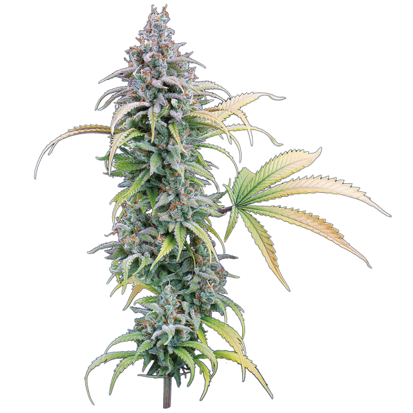Feminized-Thai-Herer-99-Seeds-in-Flower Thai Herer 99 – Feminized Seeds