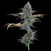 Headband 99 Feminized Seeds - Tester Pack