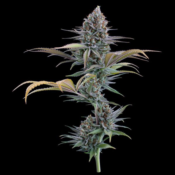 Headband 99 Feminized Seeds - Tester Pack
