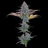 Headband 99 Feminized Seeds - Tester Pack