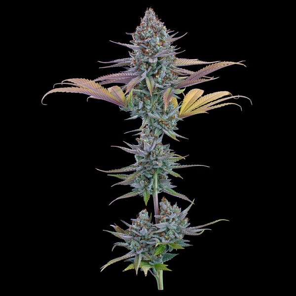 Headband 99 Feminized Seeds - Tester Pack