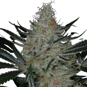 JtRBXt Jack the Ripper BX