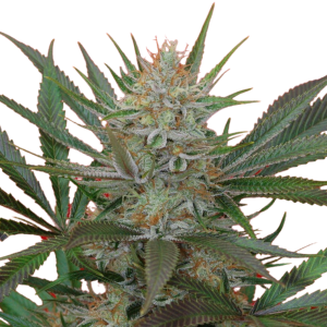 JtRF2t Jack The Ripper F3