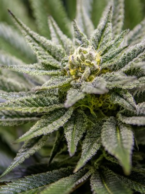 Killer-Queen-Seed-Pack kq-og