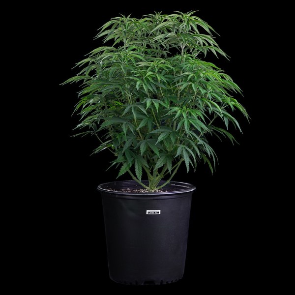 Ocifer-Strain-Seeds Ocifer