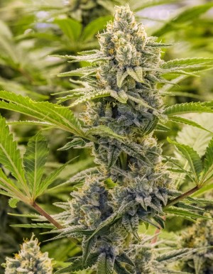 Princess-Haze-Seed-Pack-1 ph-og