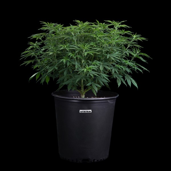 Puck-Yes-Strain-Seeds Puck Yes Feminized Seeds - Tester Pack