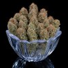 PuckYes_Bowl_cropped Puck Yes Feminized Seeds - Tester Pack