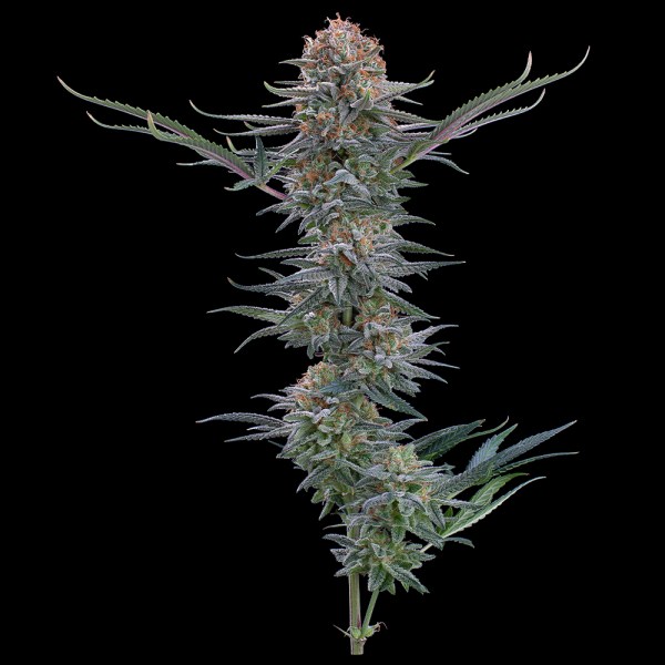 PuckYes_FullCola-1 Puck Yes Feminized Seeds - Tester Pack