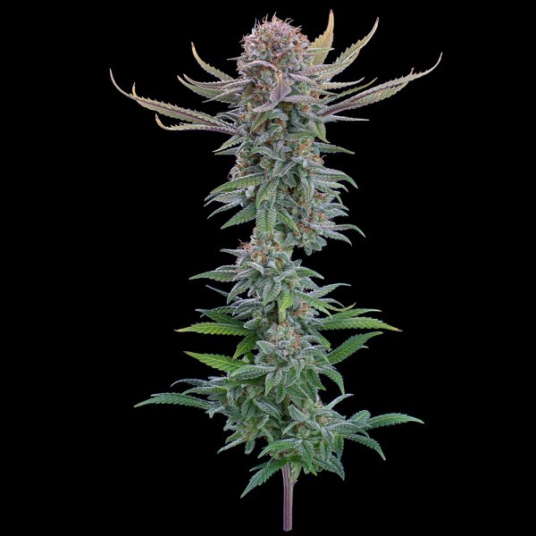 PuckYes_FullCola-2 Puck Yes Feminized Seeds - Tester Pack