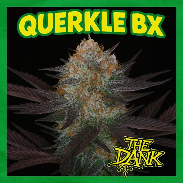Querkle BX