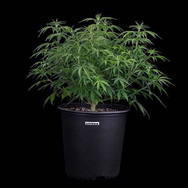 Rosetta-78-Strain-Seeds Rosetta 78 Feminized Seeds - Tester Pack