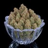 Rosetta78_Bowl_cropped Rosetta 78 Feminized Seeds - Tester Pack