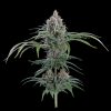 Rosetta78_FullCola-1-870x870 Rosetta 78 Feminized Seeds - Tester Pack