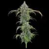 Rosetta78_FullCola-2-100x100 Rosetta 78 Feminized Seeds - Tester Pack