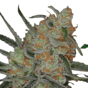 SQBXt Space Queen BX