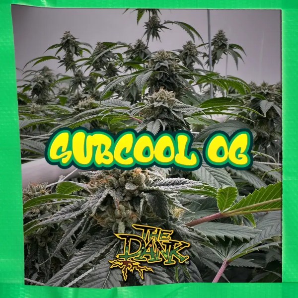 Subcool OG - OG