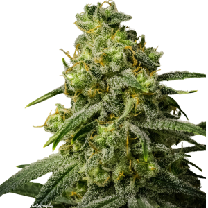 Rosetta Stone OG T rs-og-t