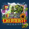 Chernobyl-by-Subcool-Strain-Seeds-100x100 Chernobyl S1