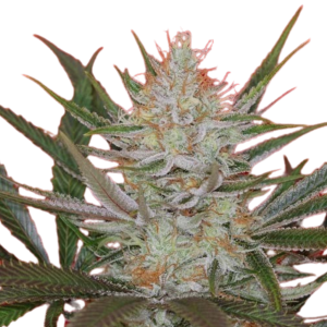 JtR S1 Jack the Ripper S1