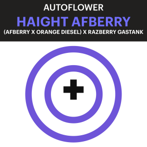 PCG_Autoflower_Haight-Afberry Haight Afberry